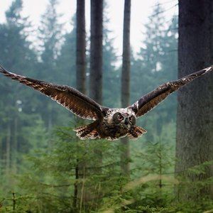 Meet your Posher, Estela